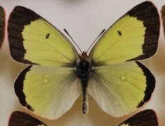 Colias palaeno