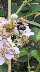 Bombus lucorum