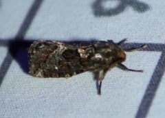 Korscheltellus gracilis