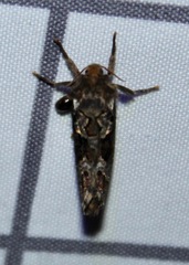 Korscheltellus gracilis