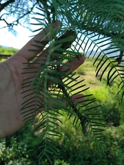 Prosopis chilensis
