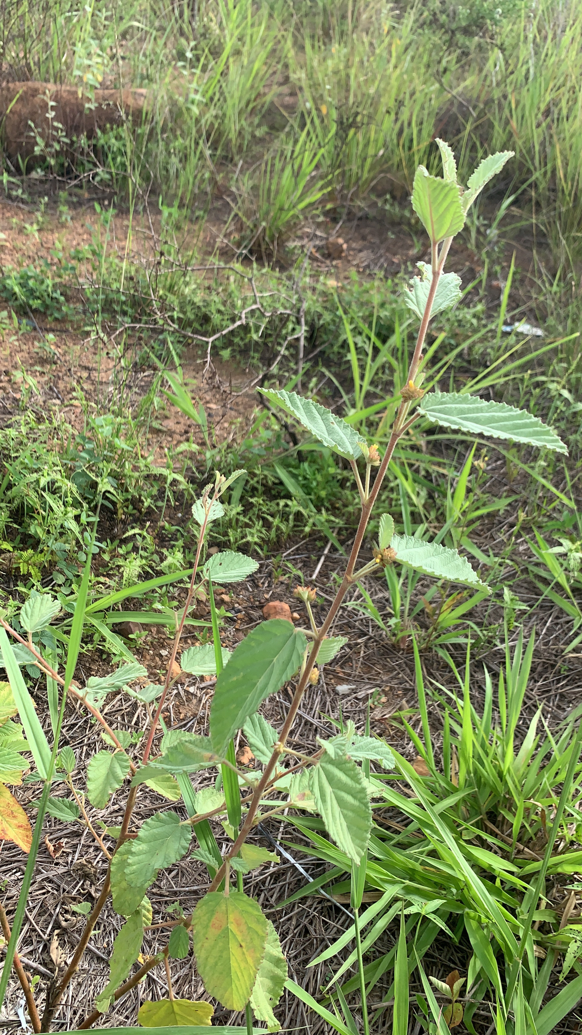 Waltheria indica