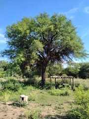 Prosopis chilensis