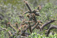 Cylindropuntia prolifera