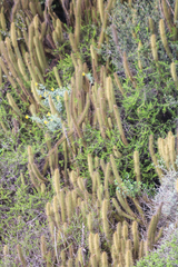 Bergerocactus emoryi