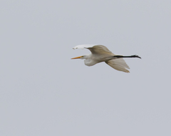 Ardea alba egretta