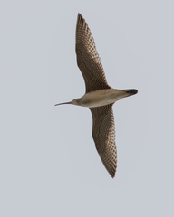 Numenius phaeopus hudsonicus