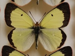 Colias palaeno