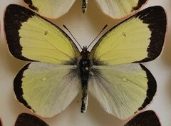Colias palaeno