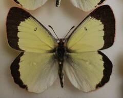 Colias palaeno