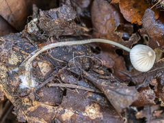 Marasmius torquescens