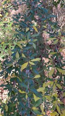 Ligustrum quihoui