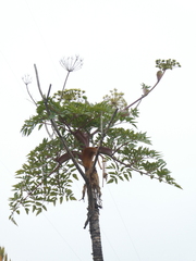 Myrrhidendron donnellsmithii
