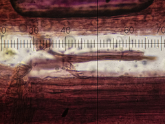 Marasmius torquescens