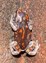 Phrynomantis annectens