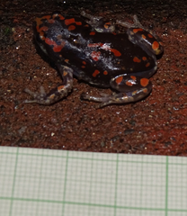 Phrynomantis annectens