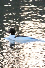 Mergus merganser merganser