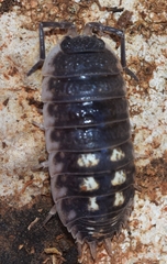 Porcellio ornatus