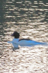 Mergus merganser merganser