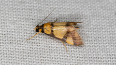 Deuterarcha xanthomela