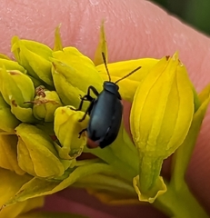 Gastrida abdominalis