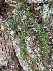 Phlegmariurus