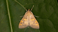 Rehimena surusalis