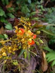 Cyrtochilum