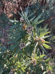 Searsia angustifolia