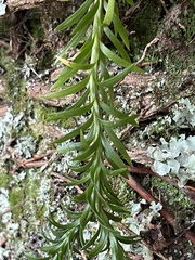 Phlegmariurus