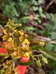 Cyrtochilum