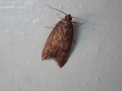 Tachystola acroxantha