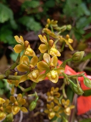 Cyrtochilum