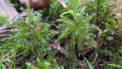 Leucolepis