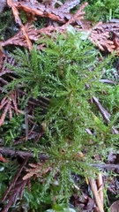 Leucolepis