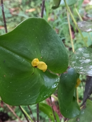 Pleurothallis cordata