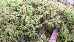 Leucolepis