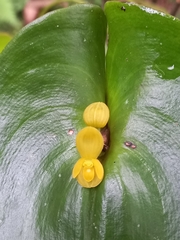 Pleurothallis cordata