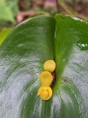 Pleurothallis cordata