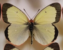Colias palaeno