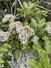 Olearia furfuracea