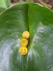 Pleurothallis cordata