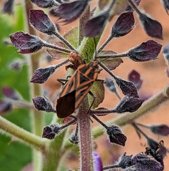 Spilostethus rivularis