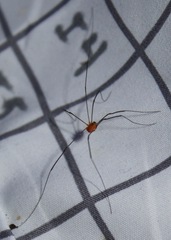 Leiobunum politum
