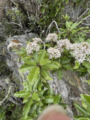 Olearia furfuracea