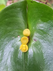Pleurothallis cordata