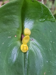 Pleurothallis cordata