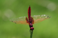 Trithemis aurora