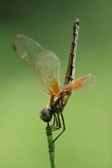 Trithemis aurora