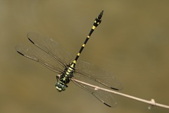 Ictinogomphus